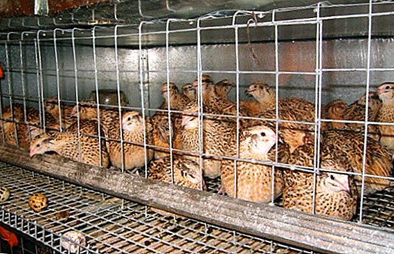 Master different cages for quails