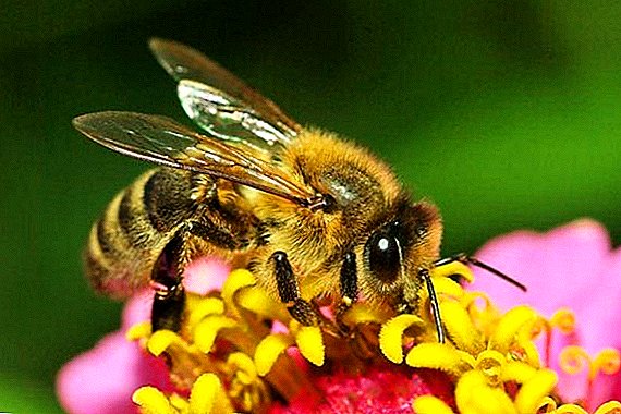 يمكن الآن تعلم مهارات تربية النحل في فولوغدا