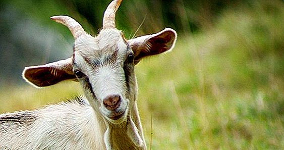 Містить у кози: причини появи і лікування захворювання