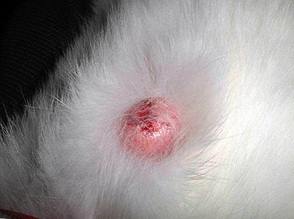 Kleine Kaninchenmastitis: Symptome und Behandlung, Vorbeugung
