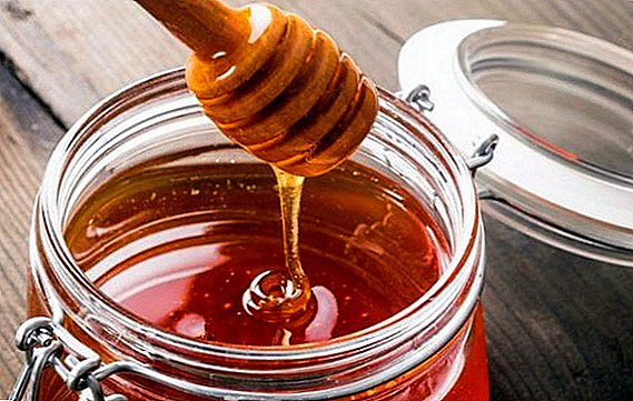 Honey from Angelica: what is useful, who can hurt, how to use it for medicinal and cosmetic purposes