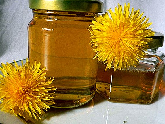 العسل من الهندباء بأيديهم ، والخصائص الطبية للمنتج