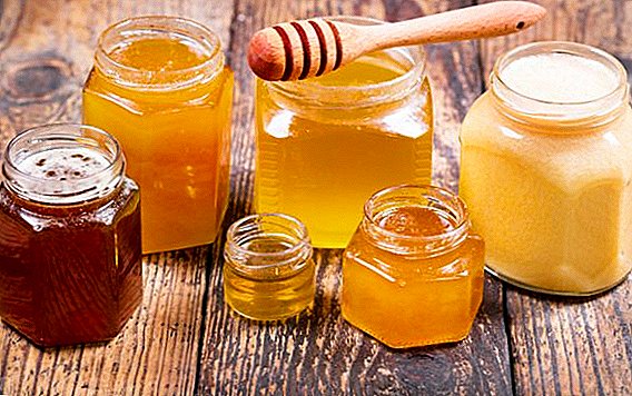 Honey: from what helps as medicine
