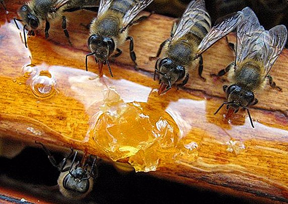 Madu diberi makan untuk makan lebah