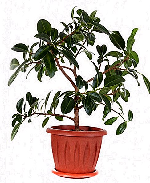 Melanie: rules for the care and reproduction of rubber plant ficus at home