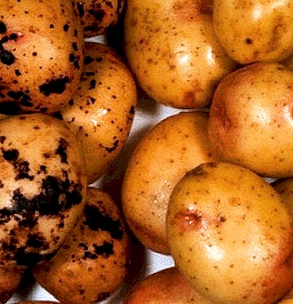 Methods of dealing with potato diseases