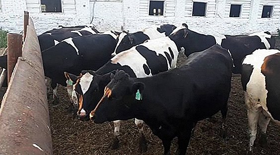 Métodos de inseminación artificial de vacas a domicilio.