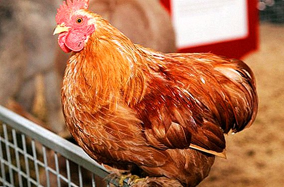 Methods for determining the age of the chicken: the differences between old and young