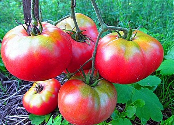 Mikado Pink: Imperial-tomaten kweken