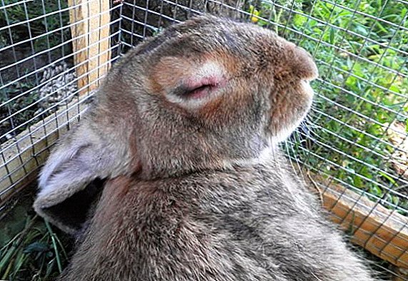 Mixomatosis de conejos: qué es peligroso, vacunación, tratamiento domiciliario