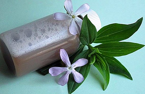 Mylnyanka: the beneficial properties of roots and herbs