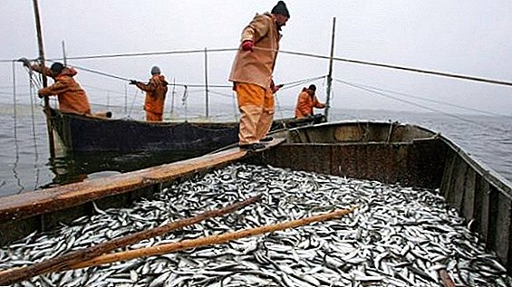 Ministerul Politicii Agrare din Ucraina, după o încercare nereușită, va semna un acord privind pescuitul din Marea Azov cu Rusia