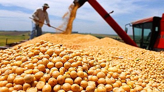 Minagropolitiki bidro til videre utvidelse av soyabønneplanting