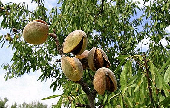Almond: cara menanam dan merawat