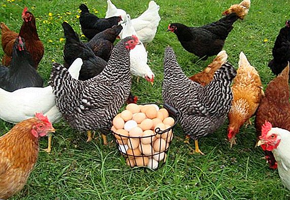 Mineral supplements for laying hens, cooking with your own hands, ready-made mixes