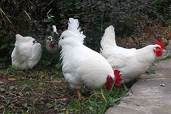 دجاجات اللحم المصغرة: وصف السلالات وحفظها وتربيةها