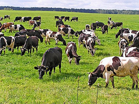 Ministerium für Agrarpolitik der Ukraine: "Vieh ist unsere Priorität"