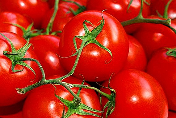 Ministrstvo za kmetijstvo Ruske federacije poveča kvoto za dobavo paradižnika iz Turčije