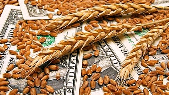 Kementerian Pertanian Rusia tidak akan melanjutkan intervensi pembelian gandum