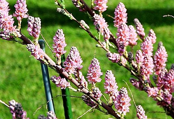 Myrikaria foxtail: descriere, plantare și îngrijire, reproducere
