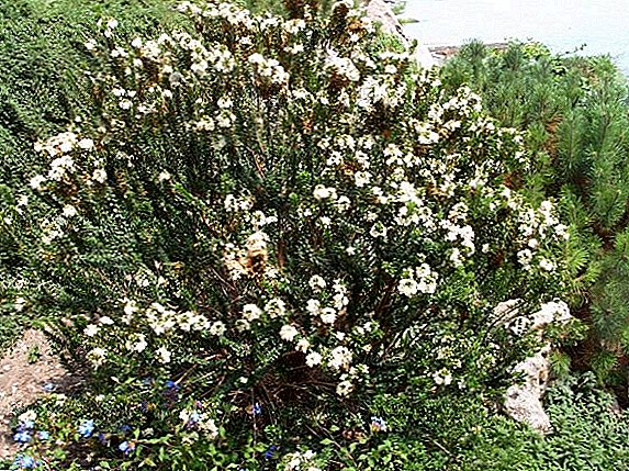 Myrtle ordinario - arbusto sempreverde sul davanzale della finestra