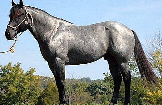 Miceh horse color: history, color varieties