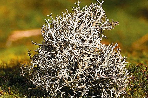 Islandsk mos (tsetrariya): fordele og skade på kroppen