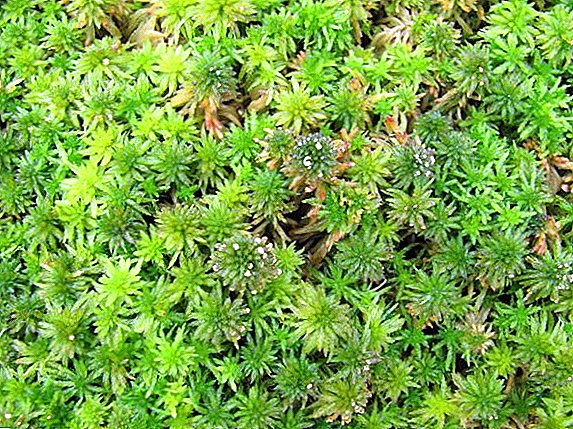 Moss-sphagnum: what is, properties, application