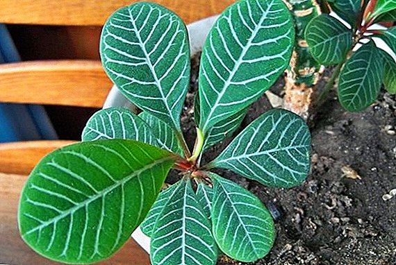 Euphorbia White-toedy: caractéristiques des soins à domicile
