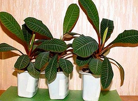 Euphorbia: koristi in škoda