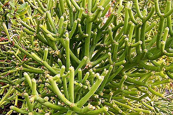 Euphorbia "Tirukalli": jellemzők, gondozás otthon