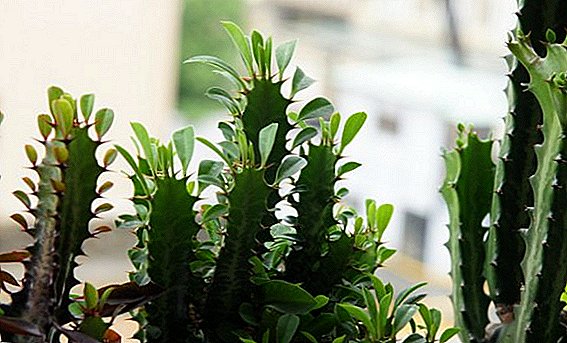 Euphorbia háromszög és az otthoni gondozás módjai