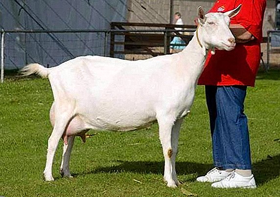Dairy goats of Saanen breed