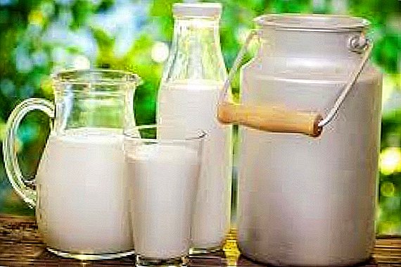 Milk and dairy products fell in price - experts