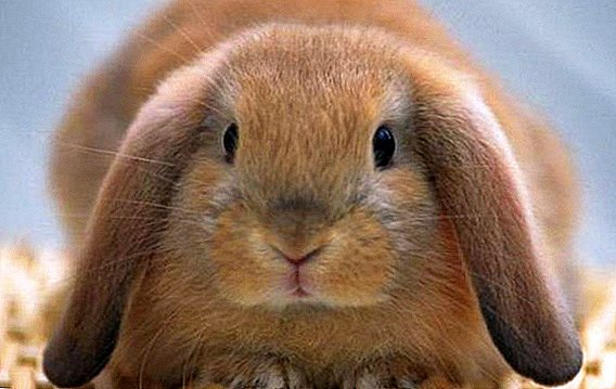 Leche de conejo: composición, beneficios, alimentación de conejos.