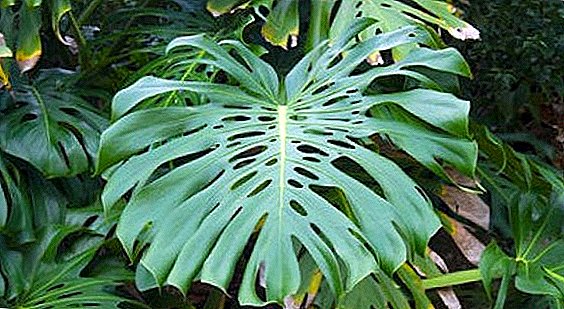 Monstera: Types de fleurs tropicales