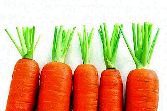 Моркови на север: най-добрите сортове и техните описания