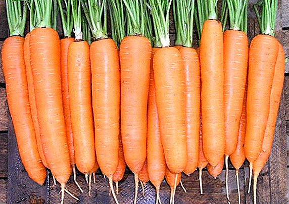 Carrot "Nantes": description, planting and care