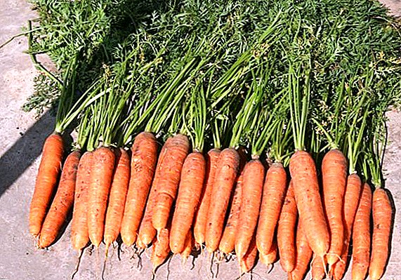 Zanahorias "Sansón": descripción, plantación y cuidado.