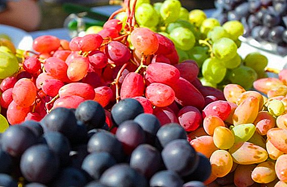 Cold-resistant grape varieties