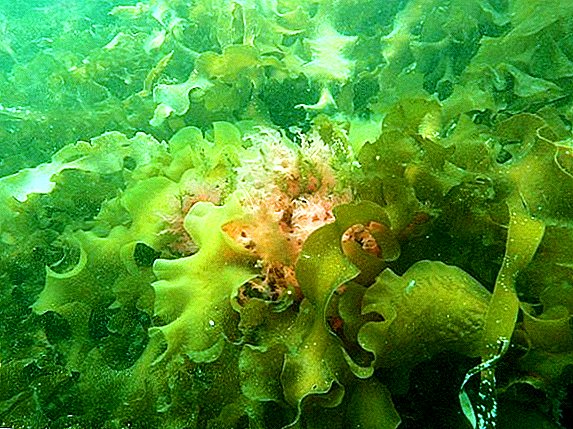 Mořský kale nebo řasa - co to je a jak se používá