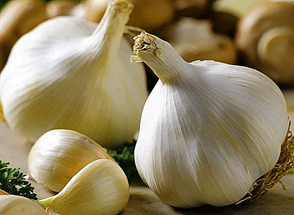Is it possible to give garlic to chickens