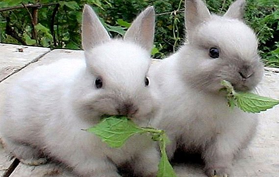 Чи можна давати кропиву кроликам?