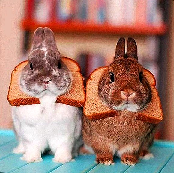 토끼에게 빵이나 크래커를 줄 수 있습니까?