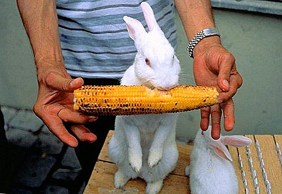 Is it possible to give the rabbits corn (grain, leaves)