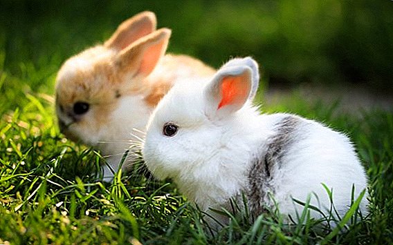É possível dar coelhos folhas de rabanete