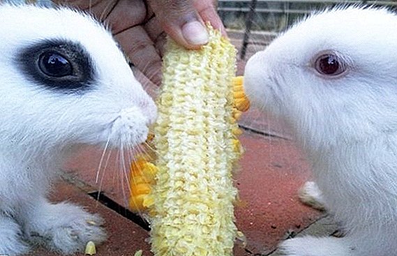 Is het mogelijk om de konijnen tarwe, maïs en andere granen te geven