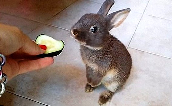 Je možné dať králiky čerstvé a nakladané uhorky