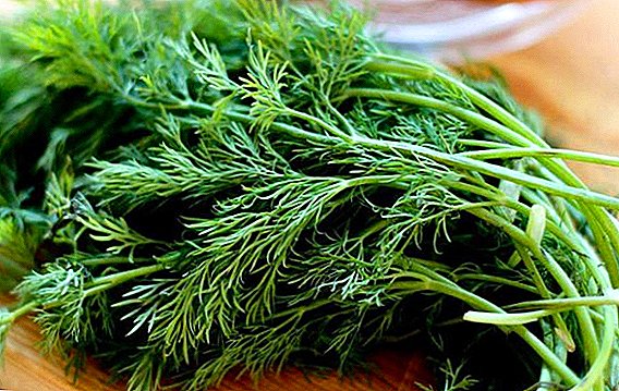 Is it possible to give dill to rabbits