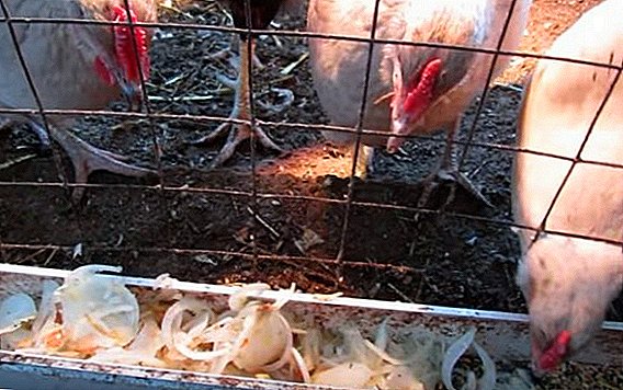 ¿Es posible dar cebollas a las gallinas?